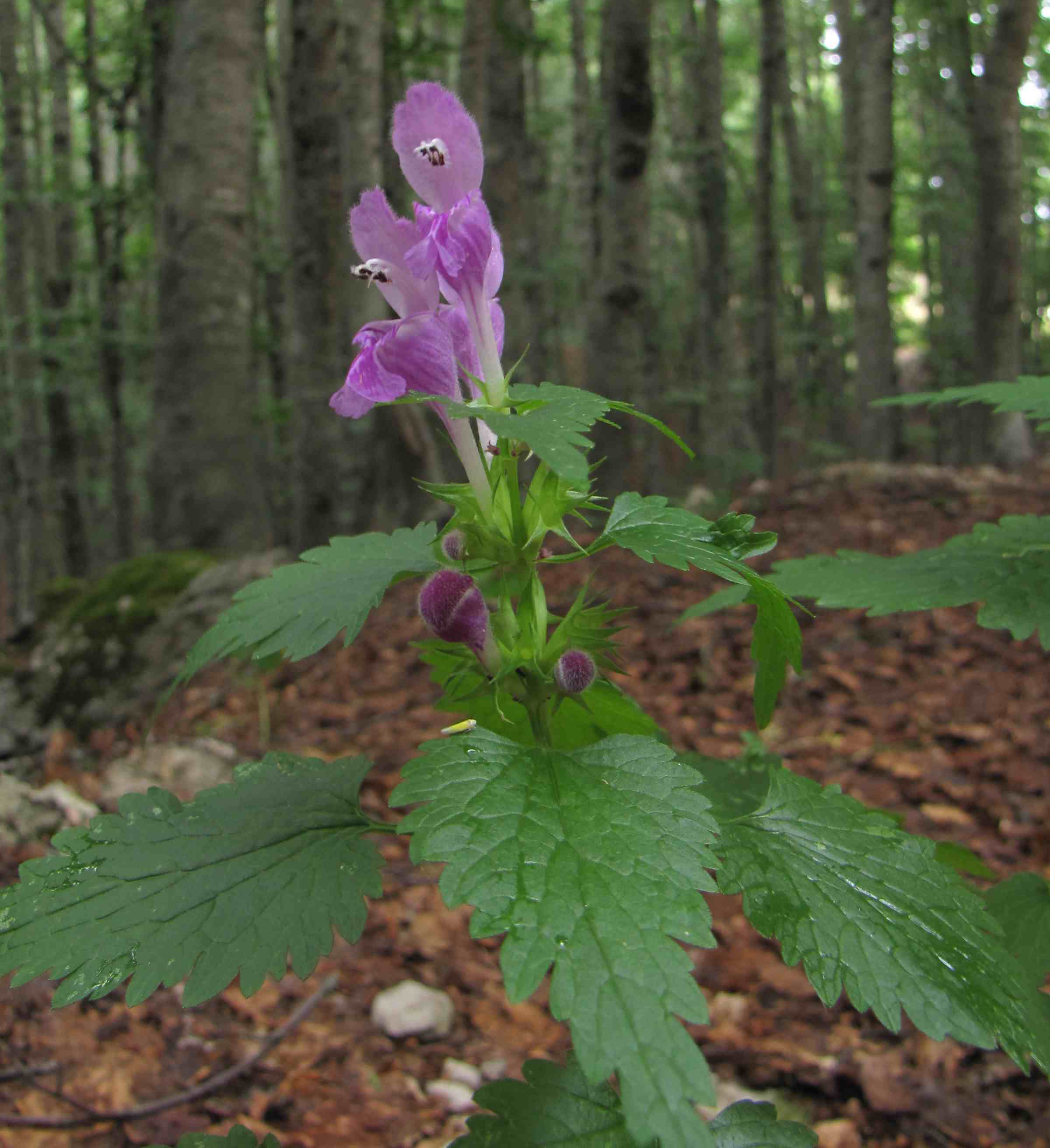 Lamium garganicum subsp. laevigatum / Falsa-ortica levigata